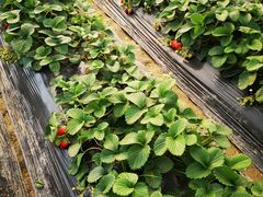 -小鱼草莓采摘园农家乐·小鱼餐厅