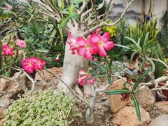 -国家植物园南园