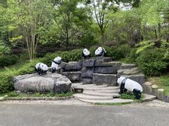 -都江堰中华大熊猫苑