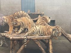 -西安秦岭野生动物园