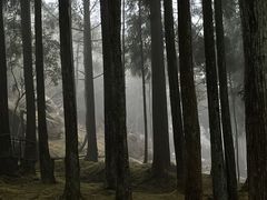 -玉苍山国家森林公园