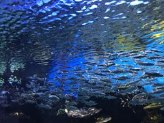 -华夏文旅海洋公园