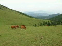 -大姆山草场