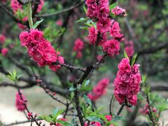 -南国桃园旅游度假区