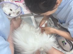 -四月宠物医院·猫专科·心脏专科·内科(转塘店)