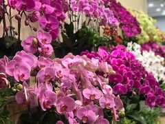 -双季花艺园艺市场(浦东店)