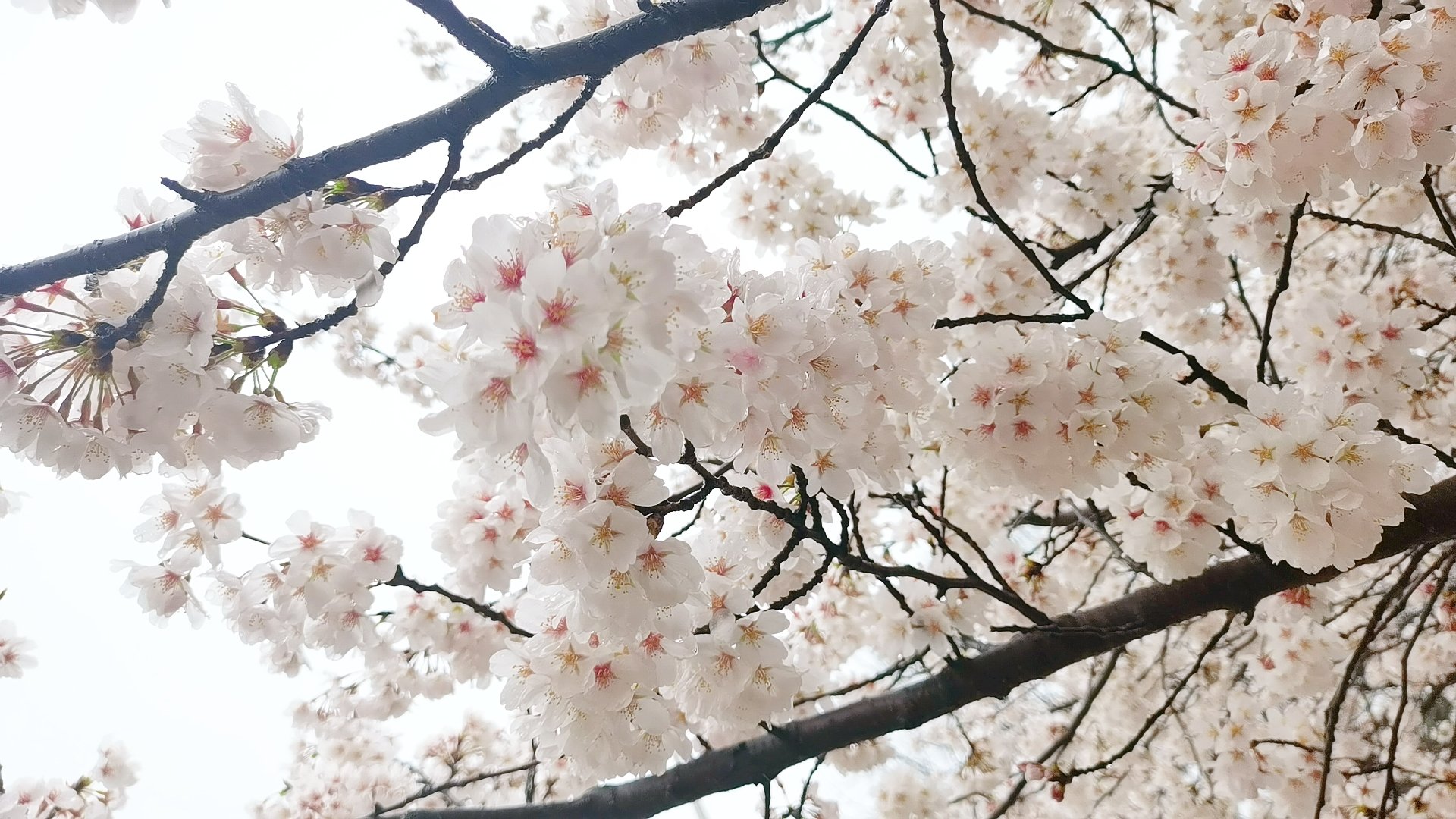 香积寺樱花图片