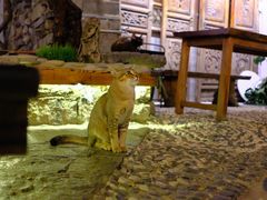 -喵屿·大理花园猫咖