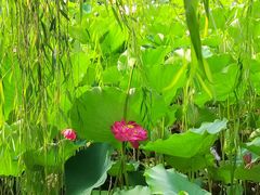 -莲花池公园