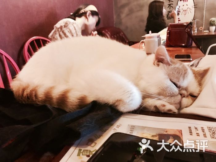 麒麟猫咪主题餐厅咖啡馆图片 