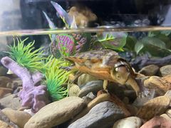 -灵龟之家百象馆(百象馆联合旗舰店)