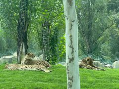 -北京野生动物园