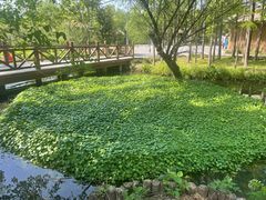 -溱湖国家湿地公园