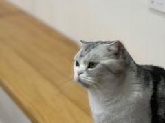 -李小姐の猫咖啡馆(五角场店)