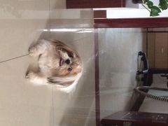 光景动物医院(江南中店)-瑞派动物医院·绝育·犬猫全科·预防医学(光景江南中店)