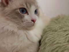 -有喵·猫咖·狗咖·30几只猫10只小狗(岗厦店)