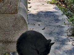 -西安大兴善寺