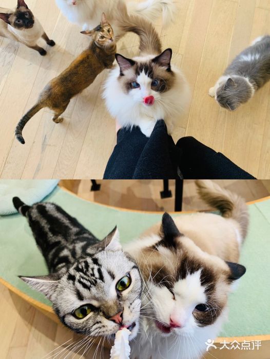 CAT’S MEWSTAR CAFE·喵星球猫屋(晴湾咖啡店)图片