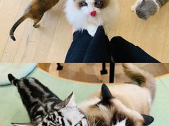 -CAT’S MEWSTAR CAFE·喵星球猫屋(晴湾咖啡店)