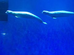 -芜湖新华联大白鲸海洋公园