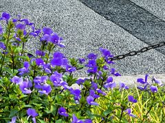 -东莞植物园