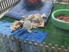 -清迈夜间动物园