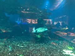 -海棠湾洲际-涛·海底餐厅·美人鱼·自助餐·海底隧道