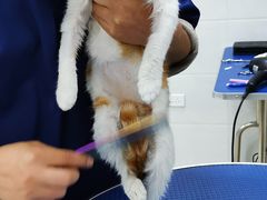 -佳雯宠物医院(金华南路分院)