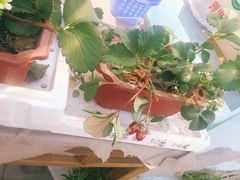 -大自然农场蔬菜草莓采摘园