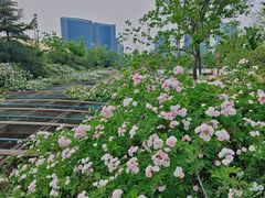 -天鹅湖体育公园