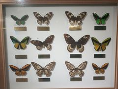 -上海昆虫博物馆