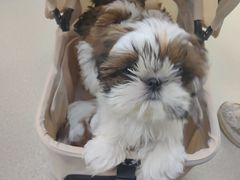 -美美宠物诊疗中心·异宠·骨科(滨江东信分院)