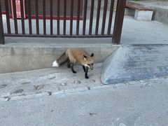 -北京十三陵国家森林公园蟒山景区