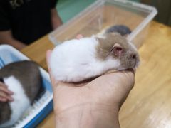 -藦茜花园宠物主题亲子互动体验馆(国顺东路店)