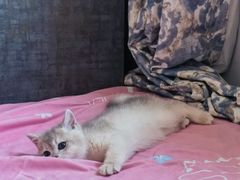 -青奢宠物·青奢猫舍