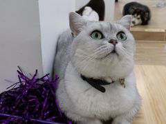 -李小姐の猫咖啡馆(五角场店)