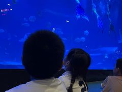 -烟台海昌鲸鲨海洋公园