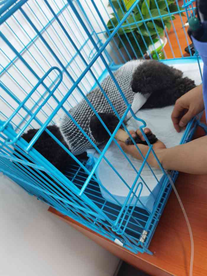 瑞康宠物医院-"【项目】体检 | 疾病诊断做了新成员体.