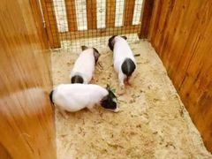 -前小桔亲子创意农场·草莓采摘·露营烧烤