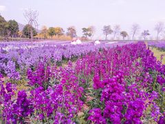 -天适樱花悠乐园