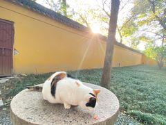 -西园戒幢律寺
