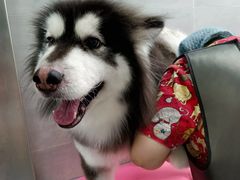 -宠福鑫康馨动物医院·骨科·眼科