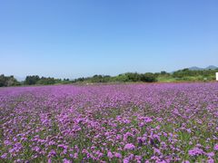 -北京东方普罗旺斯薰衣草庄园