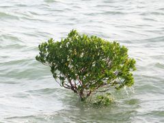 -龙舟池