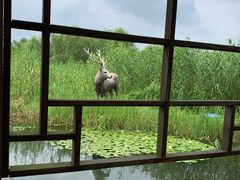 -溱湖国家湿地公园