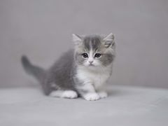 -欣宠猫屋·矮脚拿破仑·蓝金金渐层