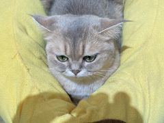 -逗柴咖啡屋·狗咖猫咖宠物桌游