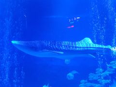 -烟台海昌鲸鲨海洋公园