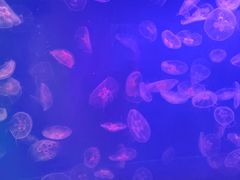 -左海海底世界