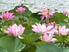 -澹台湖公园